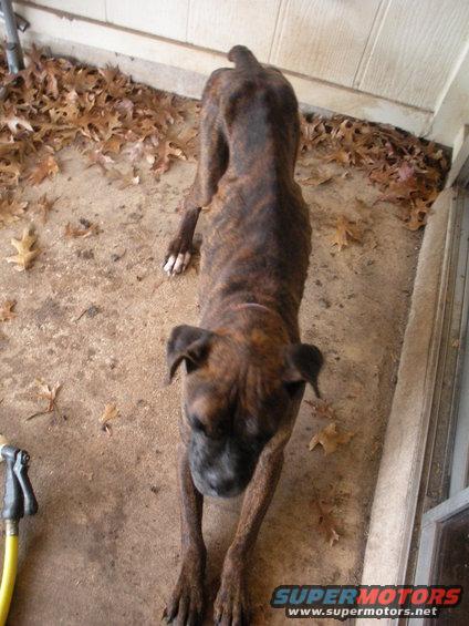 Brindle dog stretching on a concrete patio with fallen leaves. Water hose visible on left