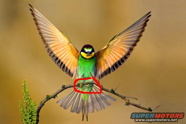 Bee-eater bird with wings spread, perched on a mossy branch