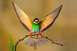 1981 Ford Bronco - A colorful bee-eater bird is captured mid-perch on a branch, its wings outstretched.
