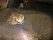 1989 Ford F-250 - The oil pan drain plug appears to be leaking oil.