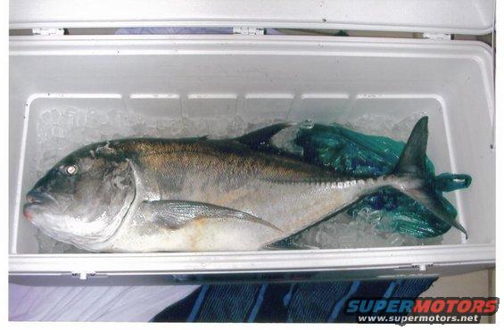 Fish packed in ice inside a white cooler