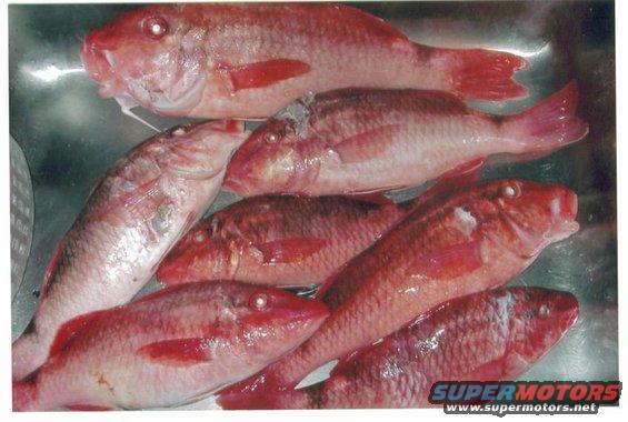 Several red fish in a metal basin