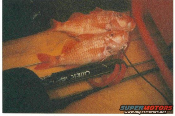Two red fish on a yellow surface with black and red objects