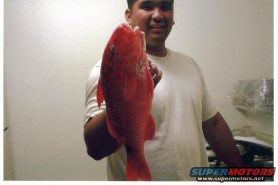 Ryan Tambalo and his 4 lb, 17 inch long freak Kumu from Molokai.