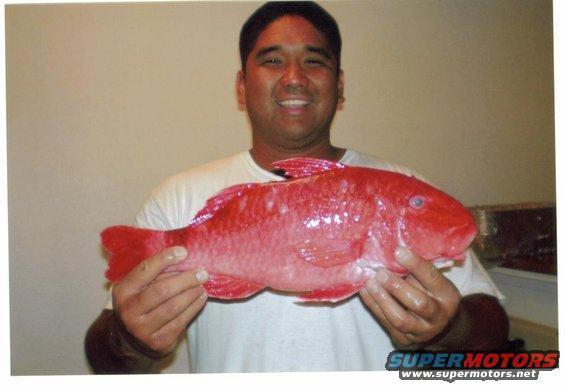 Ryan Tambalo's 4 lb, 17 inch, Molokai FREAK KUMU