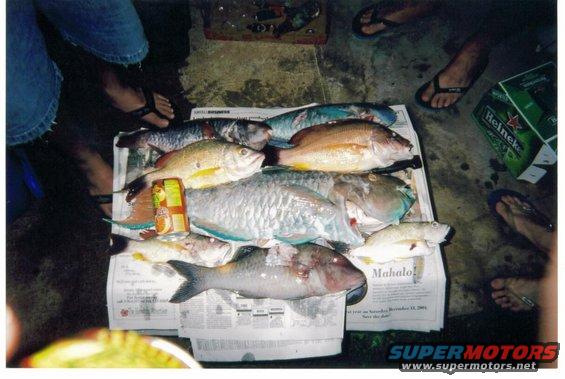 Several fish laid out on newspapers, with people's legs and a beer box visible
