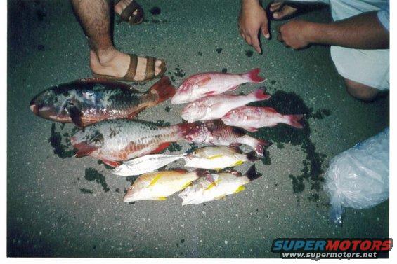 Several fish laid out on asphalt, with people's feet and hands visible
