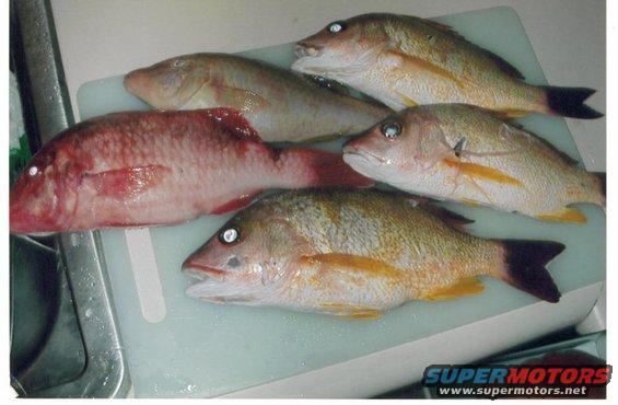 Five dead fish on a white cutting board next to a sink