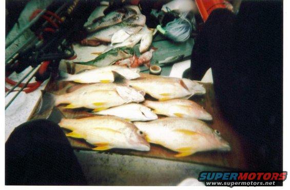 Fish laid out on a wooden surface, with fishing rods in the background
