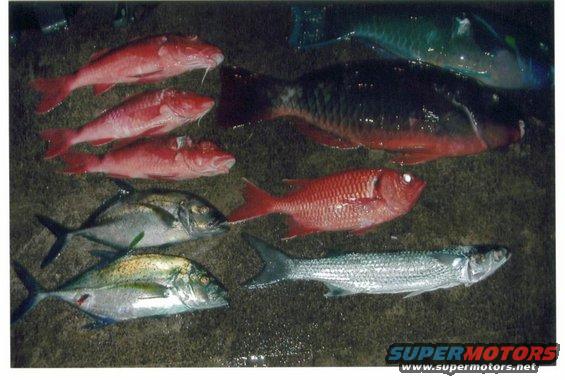 Several types of fish laid out on a dark, grassy surface
