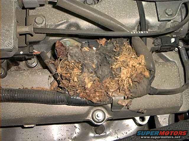 1997 Ford Taurus