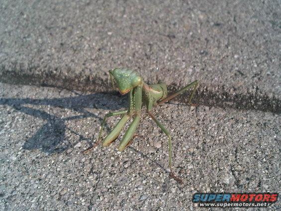 Praying mantis on asphalt with shadow