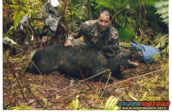 Another good bruddah, Keahialaka Balaz aka Rooster now living on the Big Island of Hawaii. Seen here with his very first hog taken with his own dogs. 170 lbs on scale. Rooster had hunted with DeLima since childhood and will now be continuing the Wahiawa trend on bigger pastures!