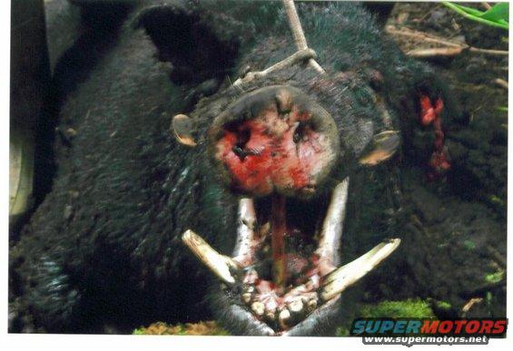 Close-up of a wild boar's head with mouth open, showing tusks and bloody snout
