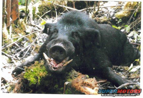 Dead wild boar with tusks on mossy ground in forest