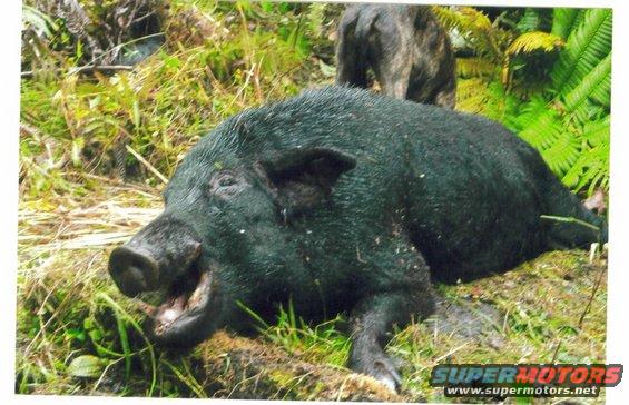 Wild boar lying in grass with another animal in background