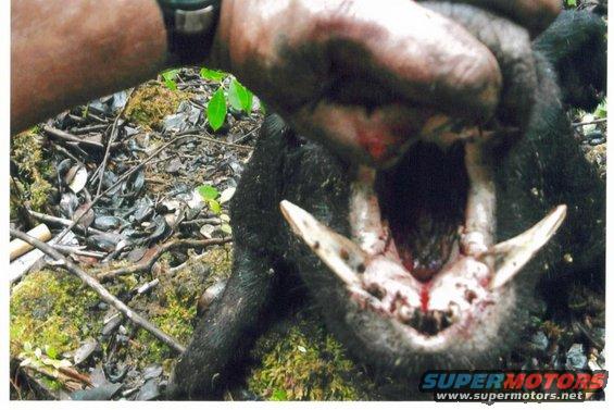 Hunter holding a wild boar by the snout, showing its tusks and open mouth