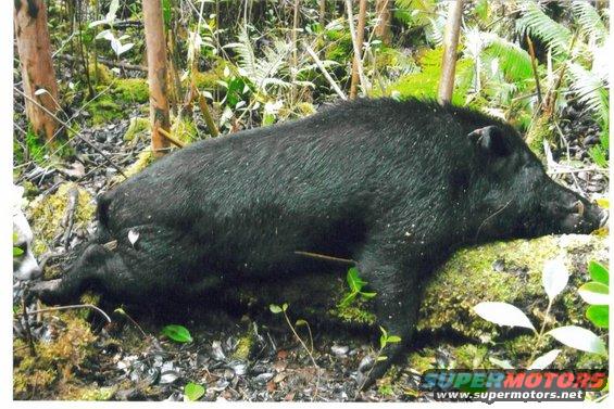 Dead black wild boar lying on mossy ground in a forest