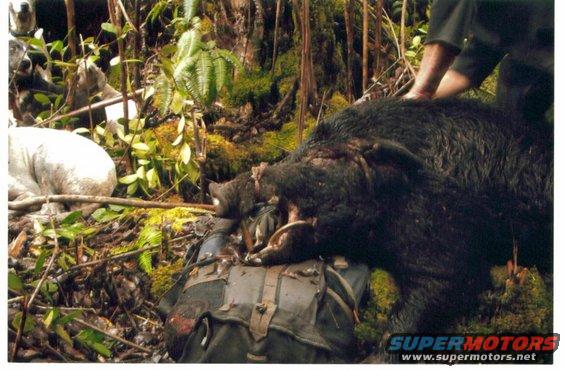 Roosters 180 lb boar with Curl Backs.