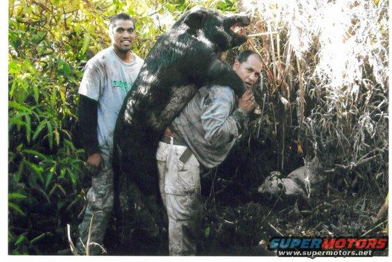 Rooster carrying his 220 boar and a friend.