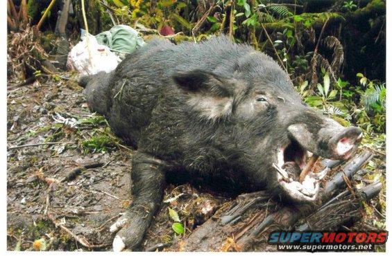 300 lbs of NASTY Hawaiian HOGZILLA! This thing turned on Rooster and charged! He tried kicking and stepping on its head but it threw him 10 feet through the air! Fortunate no dogs or anyone got killed. Rooster took 2 shots at him to finally put him down. No time for knives with this guy.