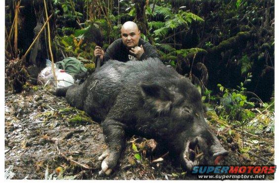 Roosters friend and 300 lb Hawaiian Hogzilla. If you have rubbish dogs, theyll go in, but they wont come out.