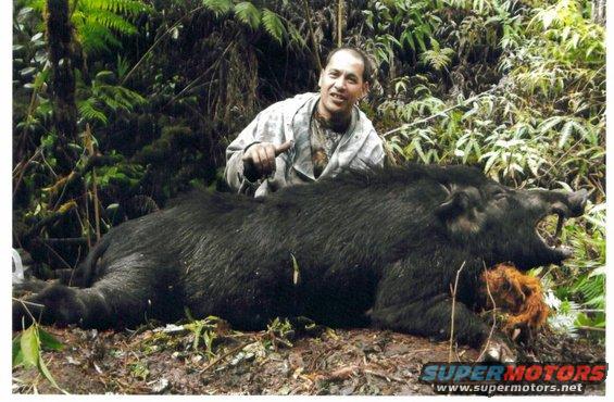 big-island26.jpg Wahiawa boy Keahialaka Balaz getting it done on the Big Island. 300 lbs of nasty feral boar just 2 shots from being on the wrong end of this story. Much more to come...Cheehu!