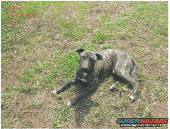 This is the great Jo Jos son on the Big Island with Rooster Balaz locking on monsters. Jo Jo was DeLimas dog and was retired and sent to Rooster to breed and continue Delimas bloodline.