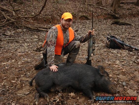 Hunter in orange vest and cap kneels by a large wild boar he shot, rifle nearby