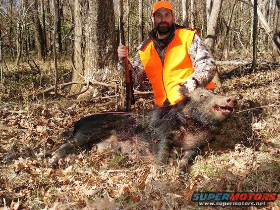 Dead wild boar on forest floor with hunter holding rifle