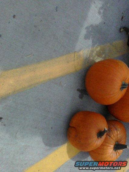pumpkins on gray pavement with yellow lines, some shadows