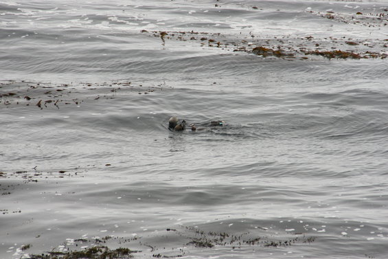 Sea otter floating in choppy gray water with kelp