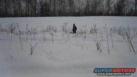 Person walking through a snow-covered field with dry reeds and bare trees