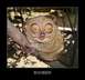 1990 Ford Bronco - This tarsier monkey's enormous eyes seem to stare directly at the viewer from its perch on a tree branch.