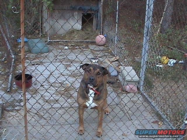 Dog standing in a chain-link fenced yard with a dog house and toys