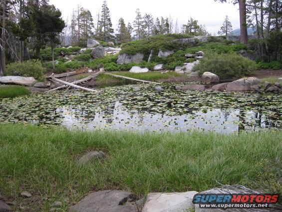 Pond covered in lily pads, surrounded by grass, rocks, trees, and fallen logs