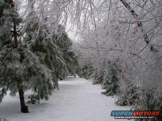 Trees covered in ice and snow on a winter day