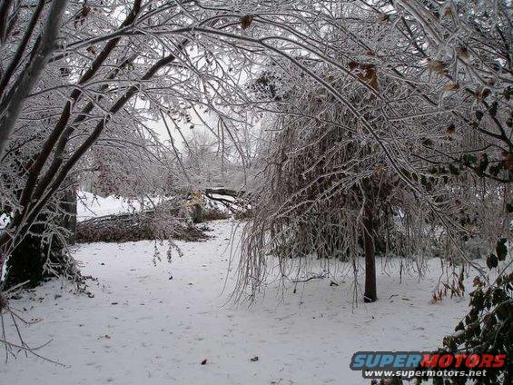 Trees and ground covered in snow and ice after a storm