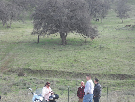 Motorcycle parked in foreground with people standing nearby in a rural landscape with cattle grazing