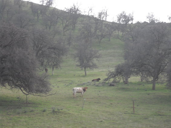 Cows in a grassy field with bare trees on a hill
