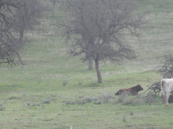 Brown cow lying in green grass near bare trees, with a white cow standing to the right