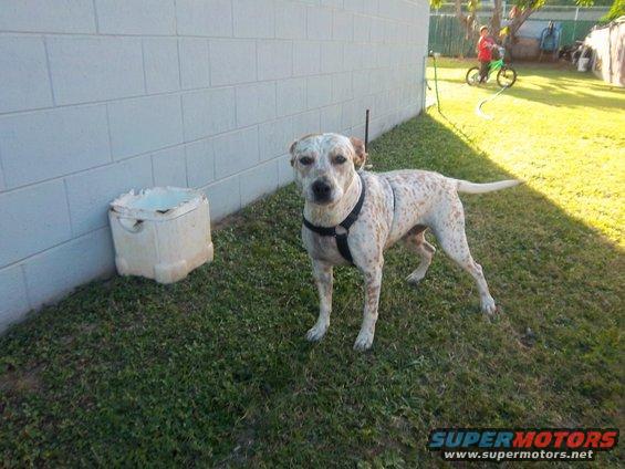 family-pics-021.jpg This is Hina. A Healer/Pitbull owned by my niece Maka. She was born completely deaf but her jaw and teeth work just fine.