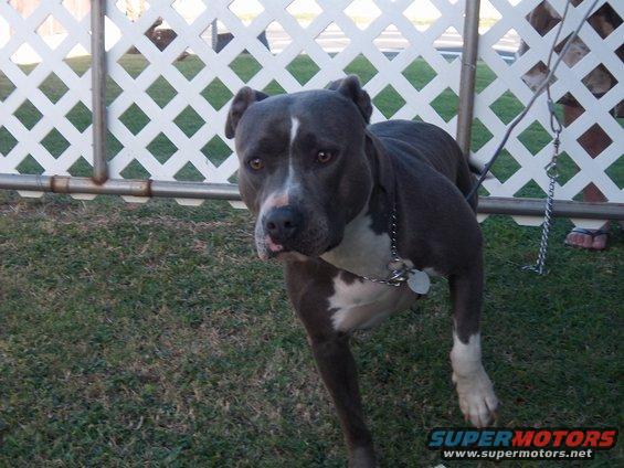 family-pics-017.jpg This is Bossy Girl. A blue bully given to my niece Maka. A MONSTER! Big head, big teeth, big chunk off your butt missing. Carb up before taking her out.