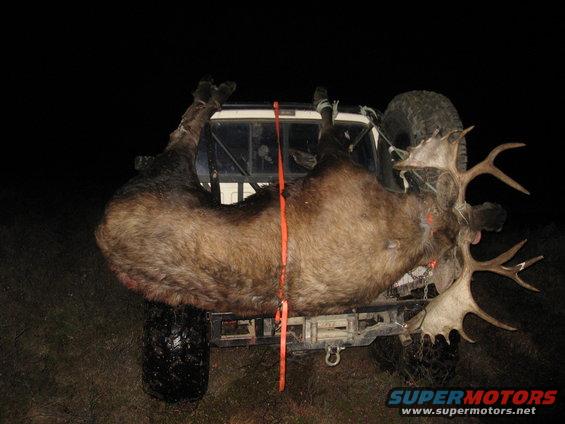 Truck bed loaded with a moose, strapped down with an orange strap. Spare tire visible