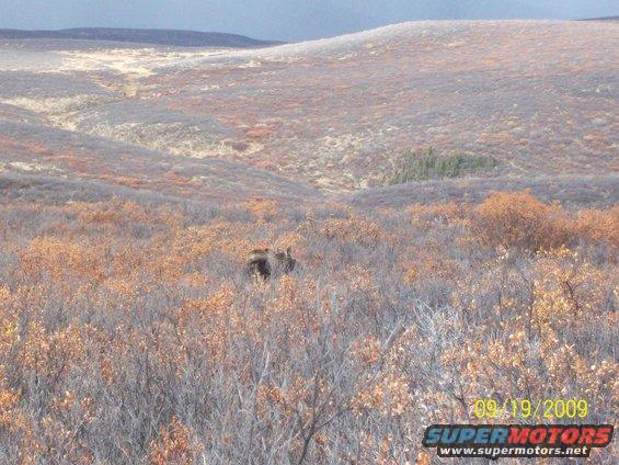 Moose standing in a field of dry brush and low trees under a hazy sky. Date stamp 09/19/2009