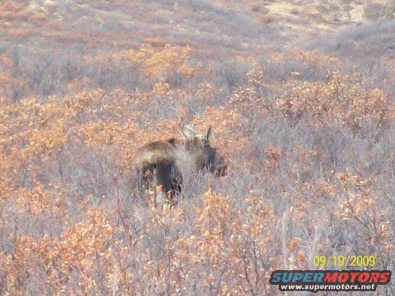 Moose in brushy terrain with date and website overlay