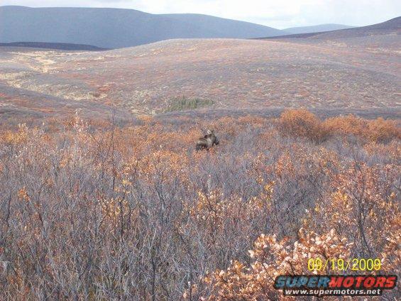 Moose in a field with autumn foliage and distant hills