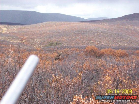 Moose standing in a brushy field with hills in the background. A white tube is in the foreground