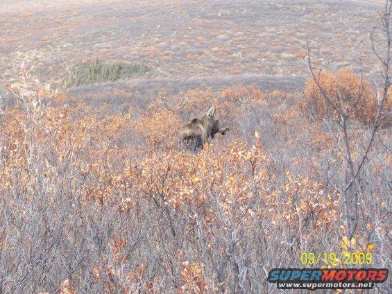 Moose standing in dry brush with autumn colors