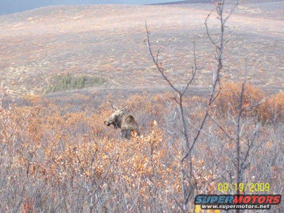 Moose standing in dry brush with bare tree branches in the foreground